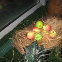 ���� ��������, �����������, 39 ��� - ��������� 3 ������ 2010 � ������ �������