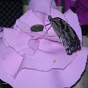 ���� ���������, �������, 62 ���� - ��������� 22 ���� 2012 � ������ �������