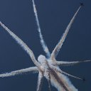 ���� ���, ��������, 55 ��� - ��������� 9 ���� 2012