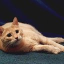 ���� �����, �������, 40 ��� - ��������� 26 ���� 2013 � ������ ������ � ������