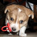 ���� ������ ����������, ����-�����������, 52 ���� - ��������� 11 ������ 2012 � ������ ���� ����������