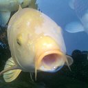 ���� �����, ����, 56 ��� - ��������� 7 ������ 2013