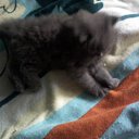  E.lena, , 62  -  13  2010    