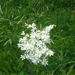 ���� Nona, ��������� - ��������� 15 ������ 2012