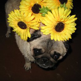 ���� �����, ��������� - ��������� 20 ������� 2011