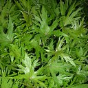 ���� ����@, ��������, 62 ���� - ��������� 29 ��� 2010 � ������ ��������� �������