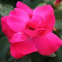 ���� ����, ������, 38 ��� - ��������� 28 ���� 2010 � ������ �������