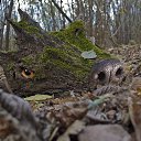 ���� ��������, �������, 58 ��� - ��������� 15 ������ 2011 � ������ ������� �����(����� ������ ������)�