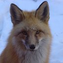  Foxi, , 34  -  6  2009   