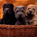 ���� Gansander, ������, 55 ��� - ��������� 9 ���� 2013