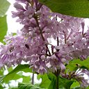 ���� ����@, ��������, 62 ���� - ��������� 30 ��� 2010 � ������ ��������� �������