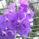 ���� ������, ����������, 55 ��� - ��������� 7 ���� 2011 � ������ �������