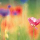 ���� Kamilla, ������, 32 ���� - ��������� 31 ���� 2012 � ������ ���� ����������