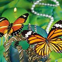 ���� ������, ������, 68 ��� - ��������� 15 ������ 2012 � ������ �������Ȼ