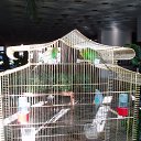  D.s., , 38  -  7  2013    2006,  ( .)