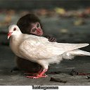 ���� Angely, ������� - ��������� 2 ������ 2011 � ������ ���� ����������