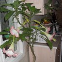  **** , , 64  -  19  2011    20011