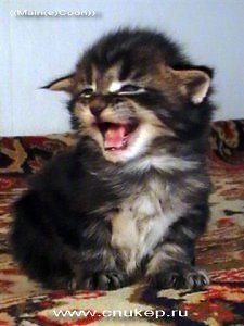 ���� ����, ������-��-����, 40 ��� - ��������� 7 ������ 2011