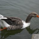   (), , 39  -  28  2010    2010