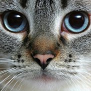 333, 31 ���, ���������