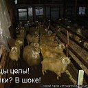  Gnom, , 38  -  28  2010      ;-)