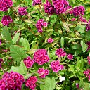 ���� ����@, ��������, 62 ���� - ��������� 21 ���� 2010 � ������ ��������� �������