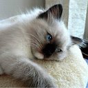 ���� Elena, ������ - ��������� 6 �������� 2011