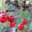  ir@ge))) ))), , 47  -  19  2009       