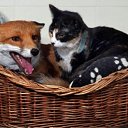 ���� "@����", �����-���������, 25 ��� - ��������� 6 ���� 2010 � ������ ��������-���������