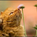 ���� ����� - ���������� ��������!!!, �����������, 56 ��� - ��������� 31 ������� 2009 � ������ �����Ȼ