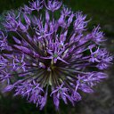 ���� ����@, ��������, 62 ���� - ��������� 29 ��� 2010 � ������ ��������� �������