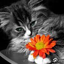  , , 48  -  26  2011   PetLove