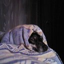 ���� �����, �������, 59 ��� - ��������� 10 ������ 2011 � ������ ���� ����������