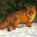 ���� ���������, �����, 81 ��� - ��������� 9 ������ 2011 � ������ ���� ����������