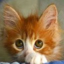 ���� �������, �������, 68 ��� - ��������� 26 ��� 2013 � ������ ���� ����������