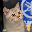 ���� �������, �����������, 61 ��� - ��������� 19 ���� 2010 � ������ �������