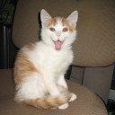 ����� ������ ����� ��������� �� ����, � ����� ������� � ���� �����������.������ ������� �� �����...(((( �� ������� ���� ����������