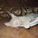 ���� ���������, �����, 56 ��� - ��������� 1 ��� 2012