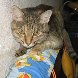 ����, ������, 70 ���