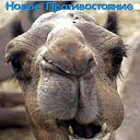   (), , 31  -  12  2013    