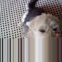 �������� �� ������� �PetLove�