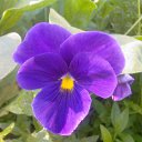 ���� �������, �������, 58 ��� - ��������� 15 �������� 2012 � ������ ��� �� ��� ������ �����������