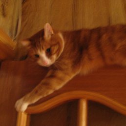 ���� �����, ������, 36 ��� - ��������� 7 ������ 2011