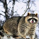 ���� Racoon, ������, 48 ��� - ��������� 14 ����� 2010 � ������ �������