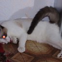 ���� �����, ��� - ��������� 11 ������� 2010 � ������ ���� ������ )�