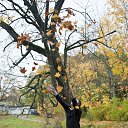 ���� �����, �����-���������, 43 ���� - ��������� 18 ��� 2013 � ������ ���� ����������