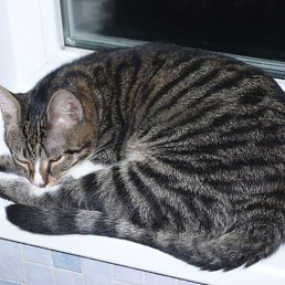 ���� 606, �����, 51 ��� - ��������� 19 ���� 2012