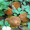 ���� ������, �����������, 65 ��� - ��������� 25 ��� 2012 � ������ ���� ����������