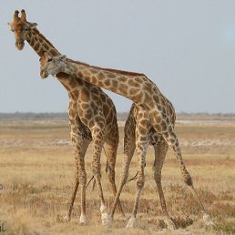 ���� ���, ������ - ��������� 25 ���� 2013