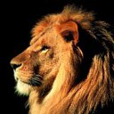  , , 45  -  11  2011   PetLove